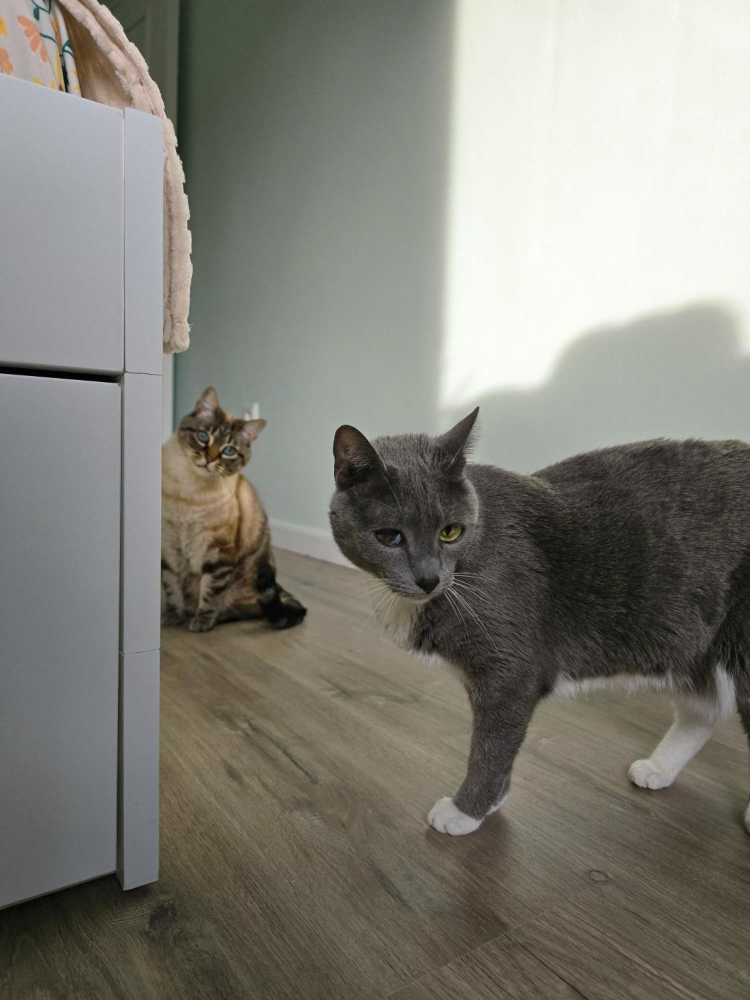 The House Of Cats Appartement Oliveira do Douro  Buitenkant foto