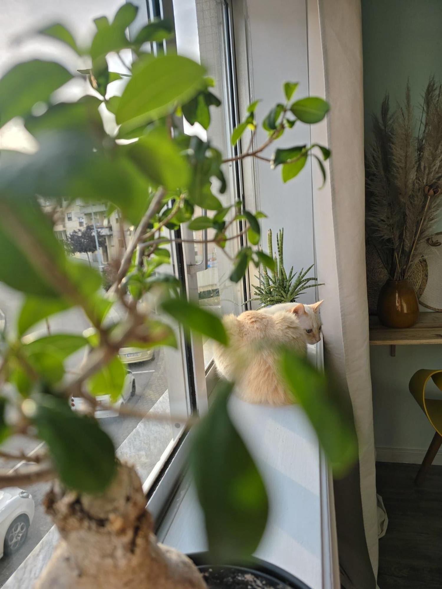 The House Of Cats Appartement Oliveira do Douro  Buitenkant foto